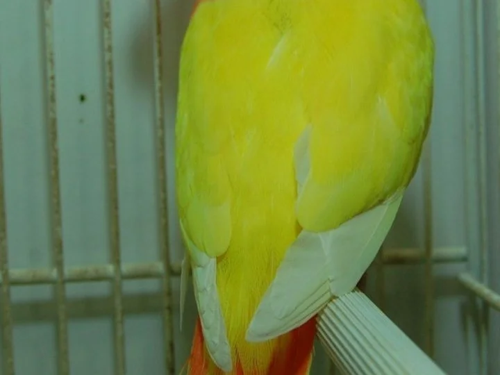 Busco agapornis roseicollis
