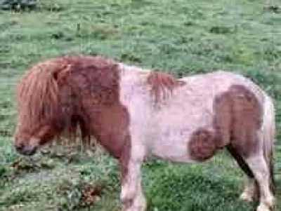 Pony Pinto