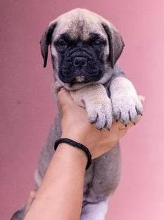 Cachorros disponibles bullmastif