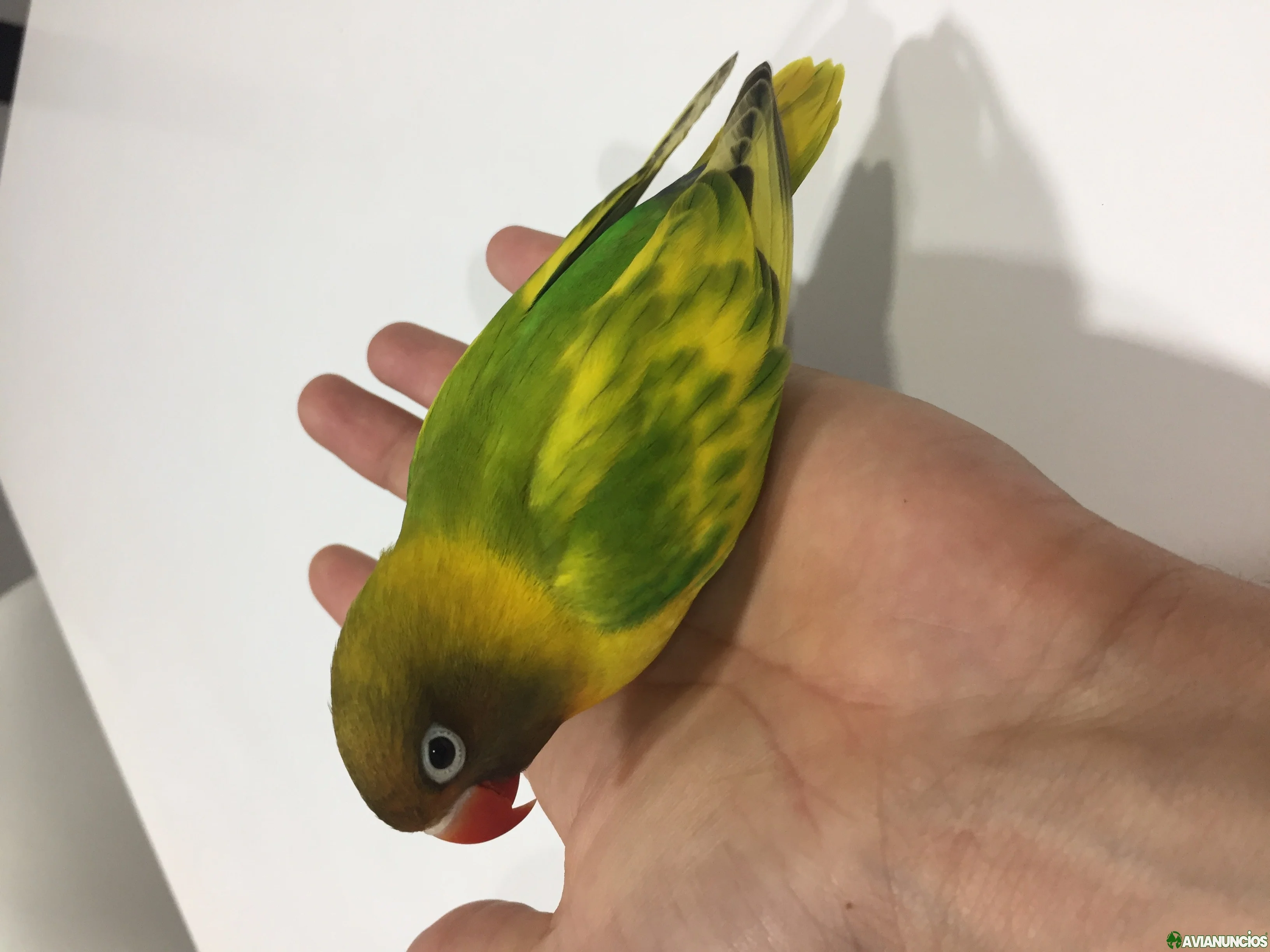 Agapornis personata papilleros