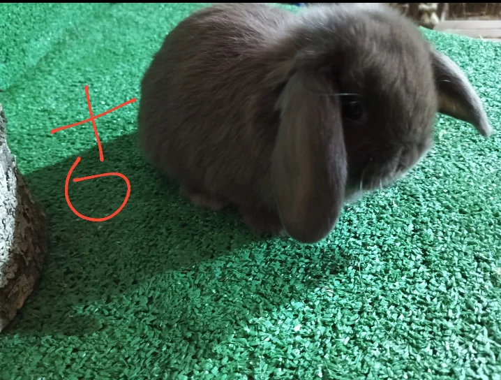 Conejos Mini Lop