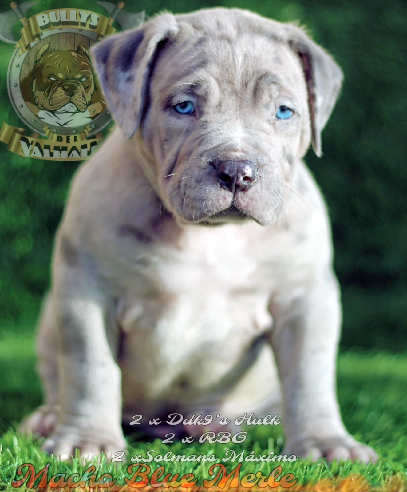 AMERICAN BULLY XL / XXL CRIA PROFESIONAL