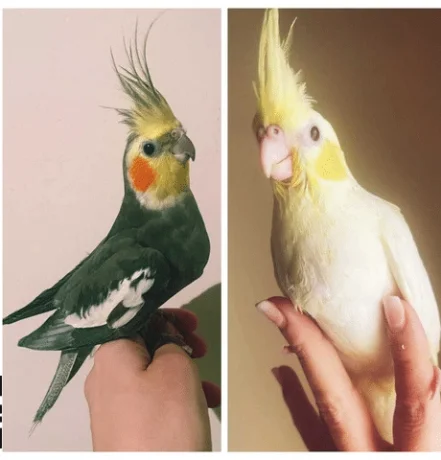 Pareja de ninfas papilleras