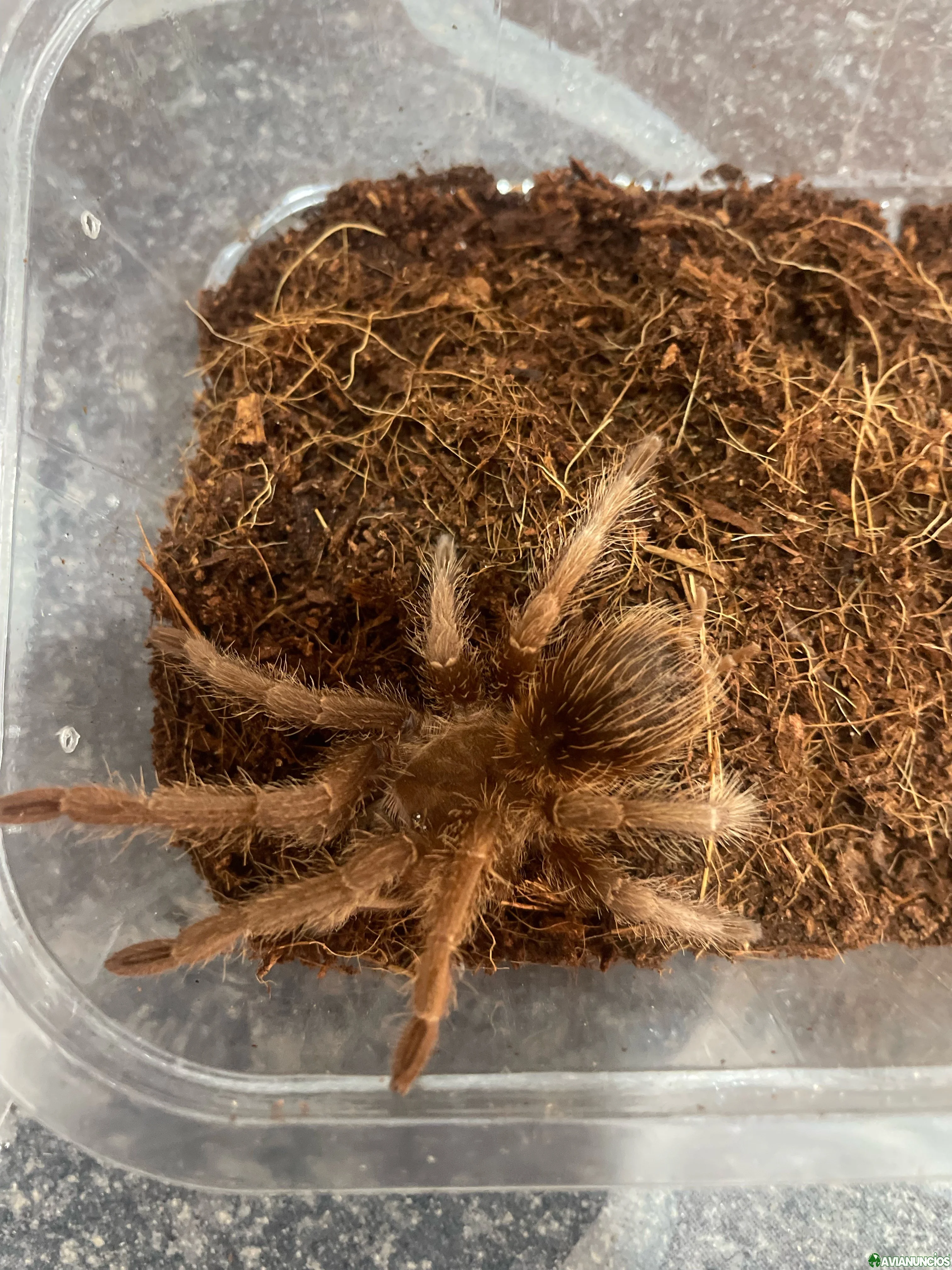 Tarantulas