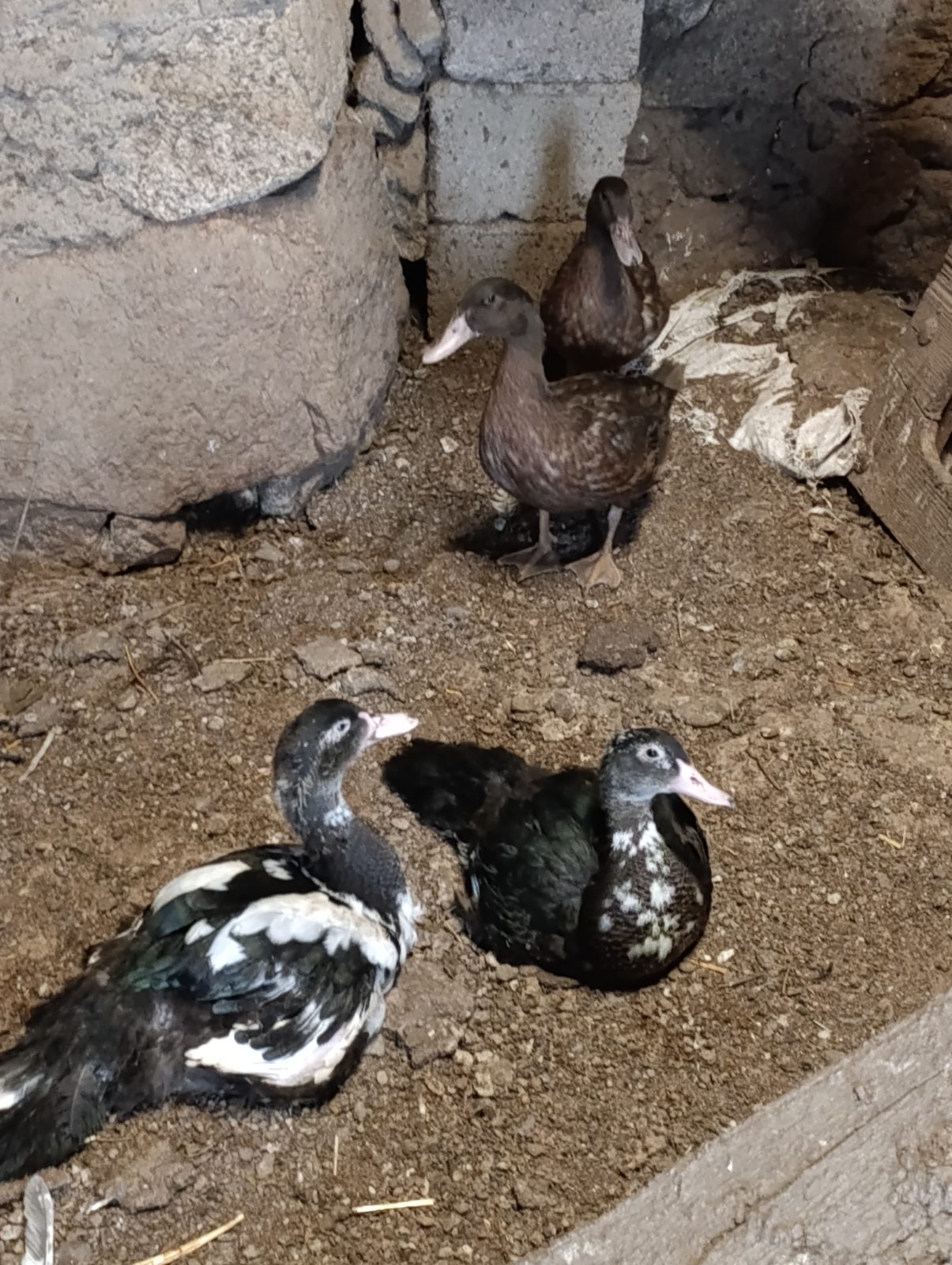 Patos y gallina
