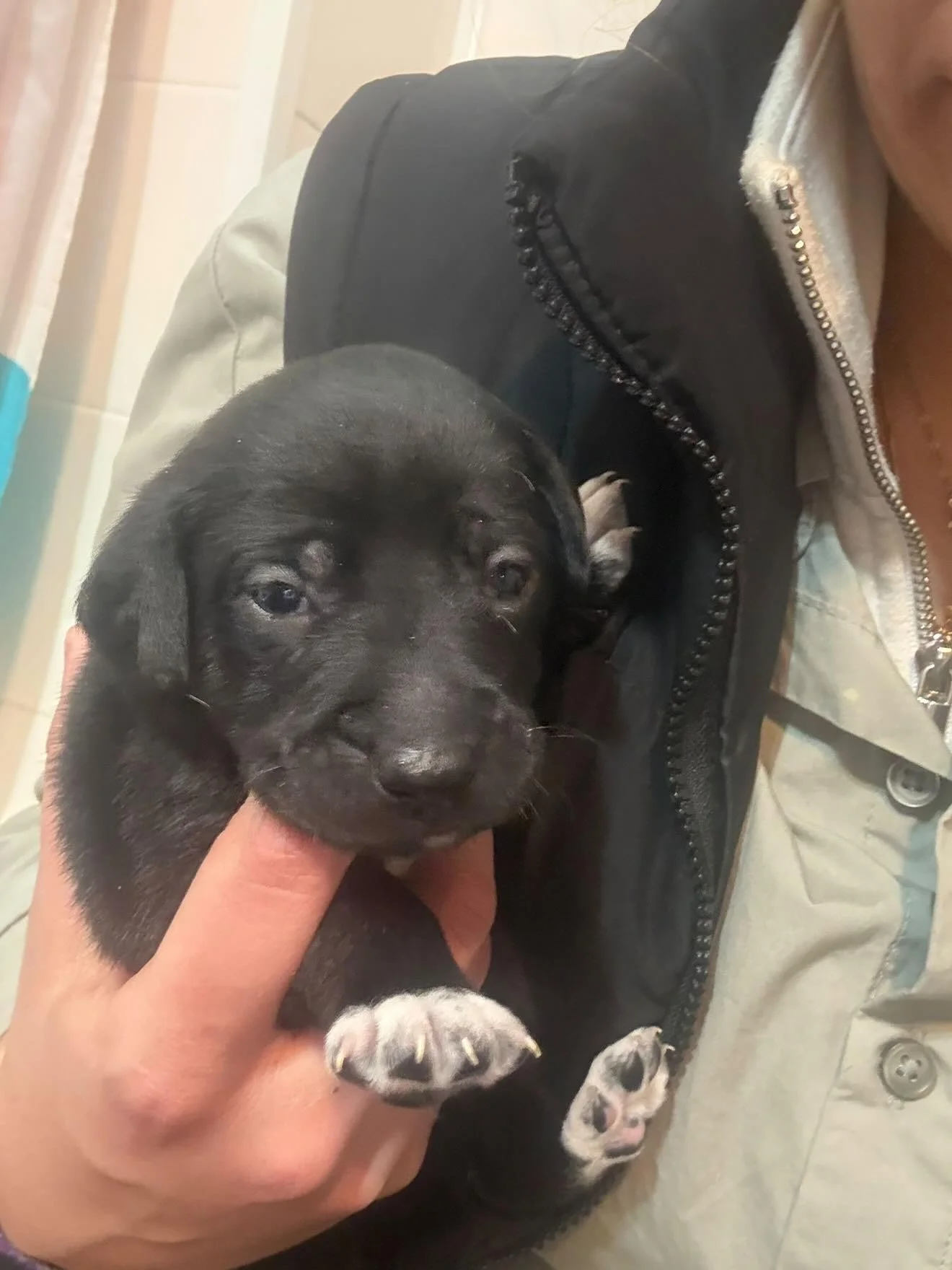 Cruce de Labrador macho