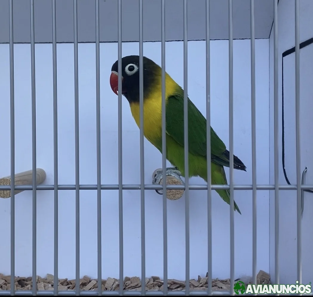 Agapornis personata