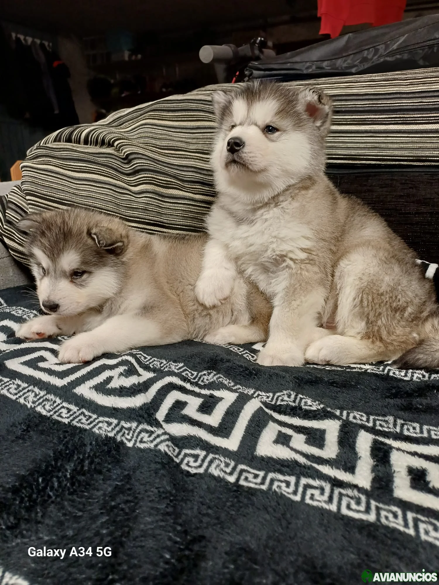 Cachorros de Alaska malamute