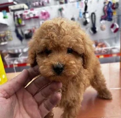 Caniche toy rojo