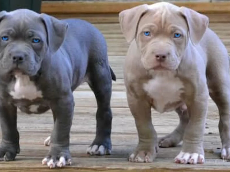 AMERICAN STAFFORD BLUE , FAWN , CHAMPAGNE
