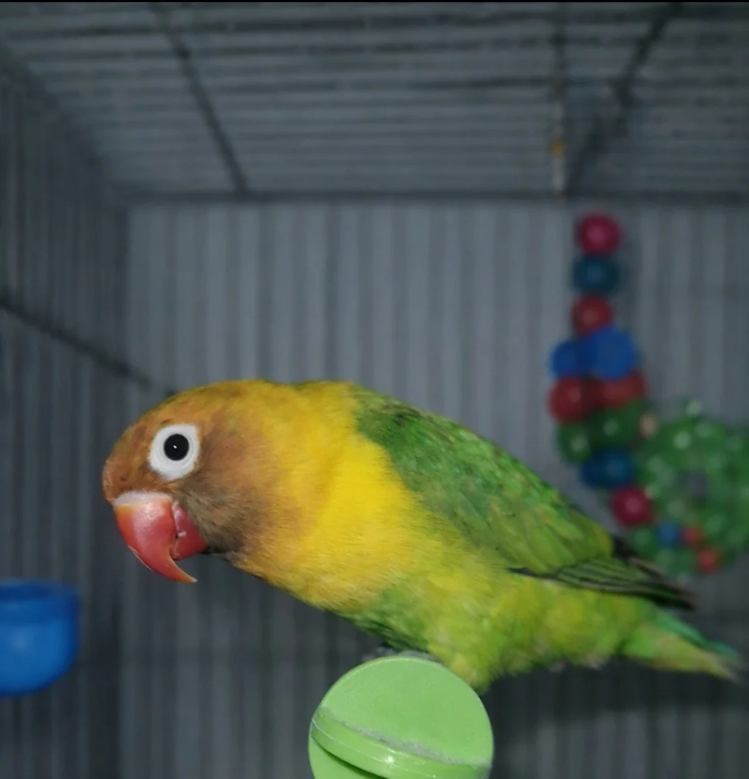 Agapornis personatas