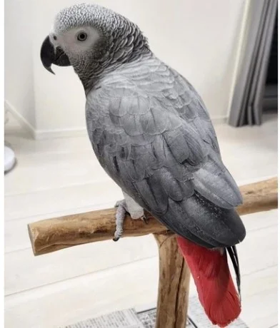 Encantadores loros grises africanos a la venta
