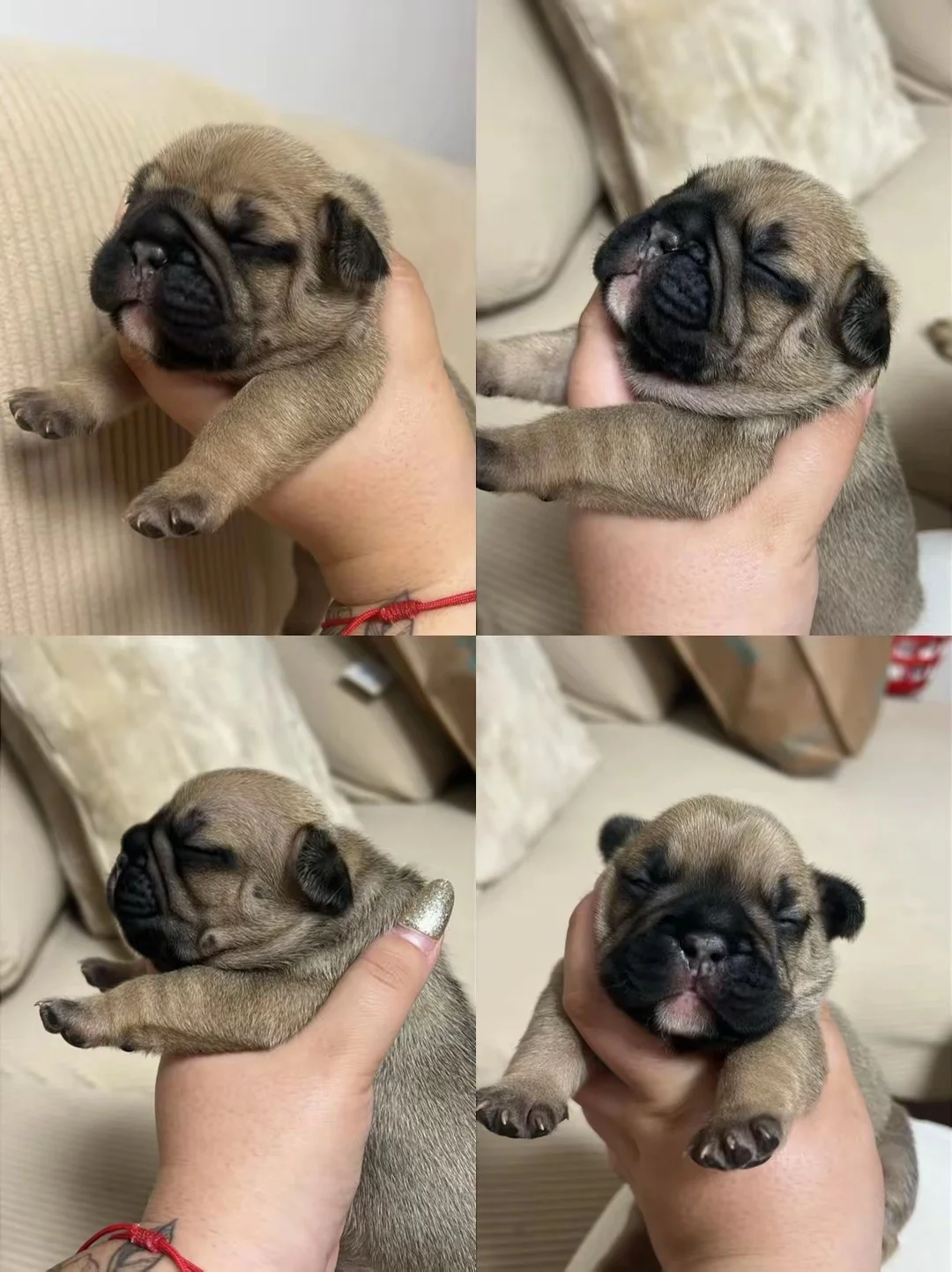 Bulldog Francés