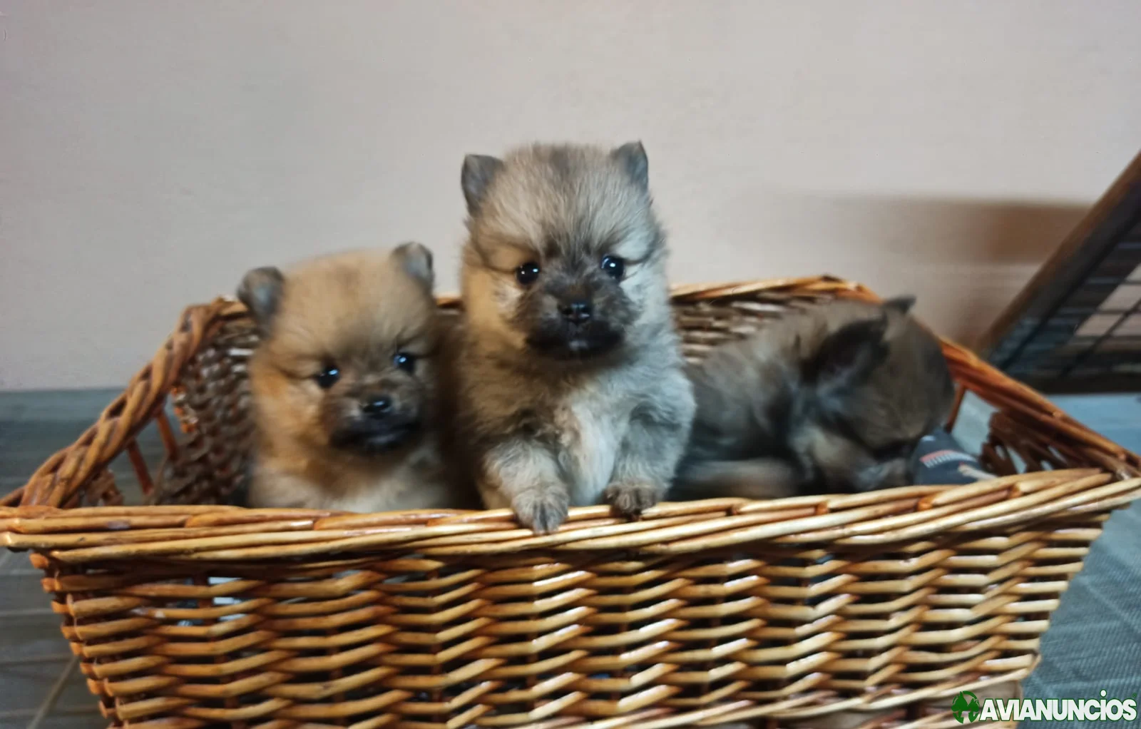 Cachorros de pomerania