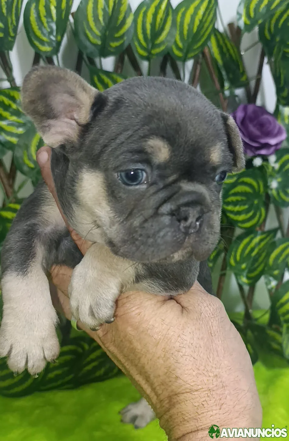 Buldog francés