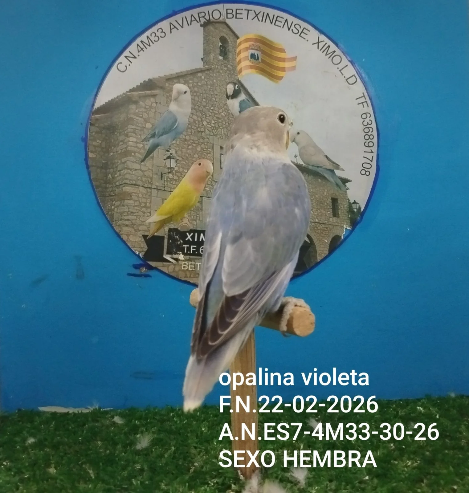 Agapornis roseicolis