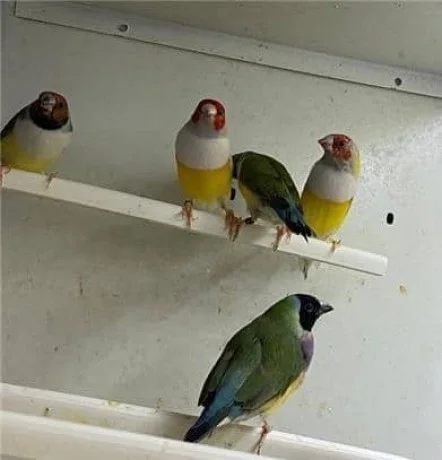 Diamantes de Gould