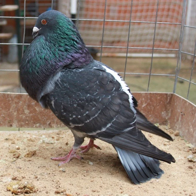 Palomos hembreo