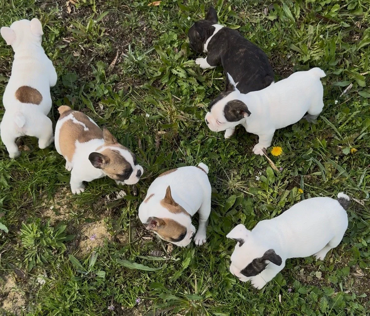 BULLDOG FRANCÉS