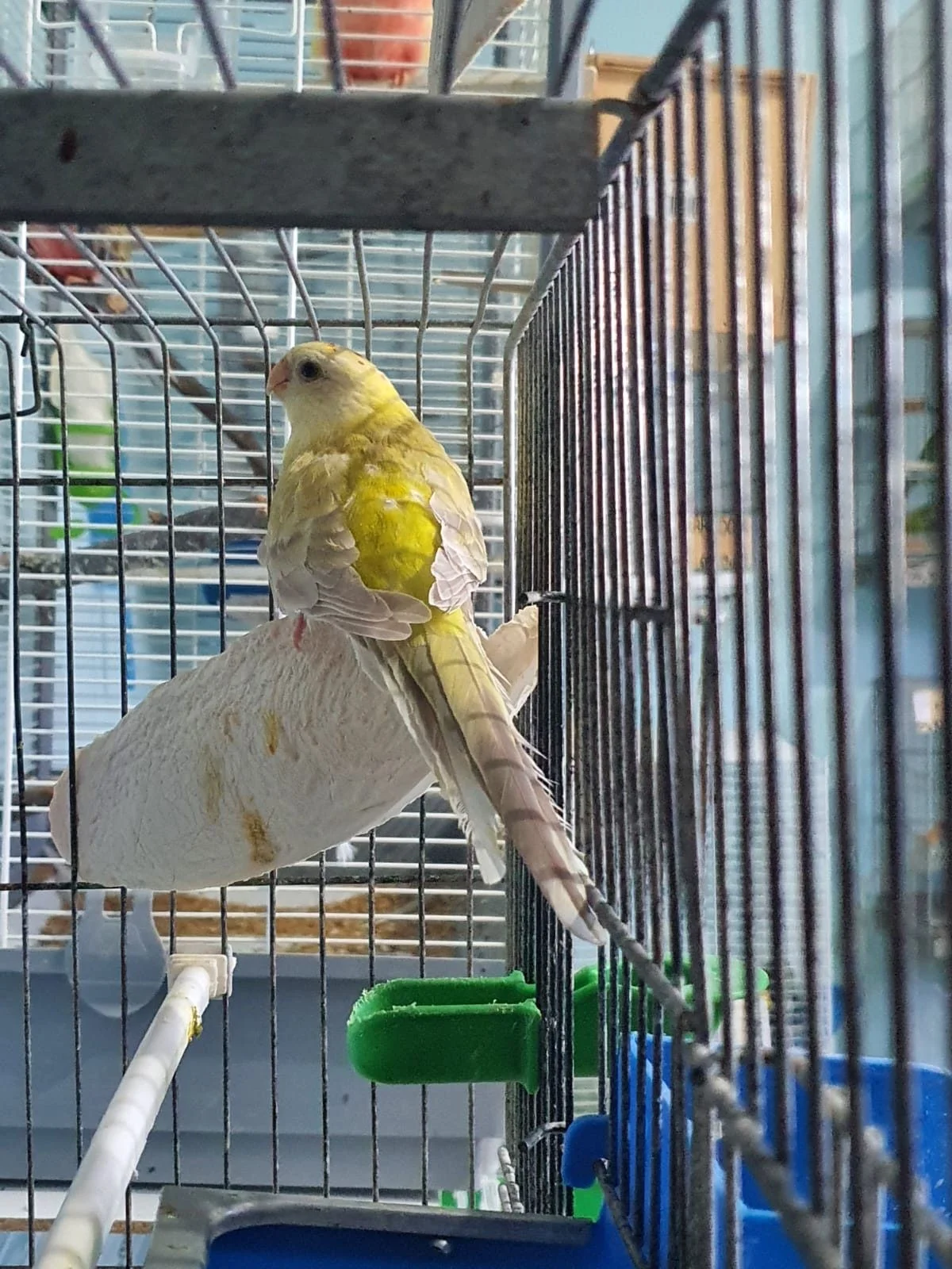 Rabadilla hembra