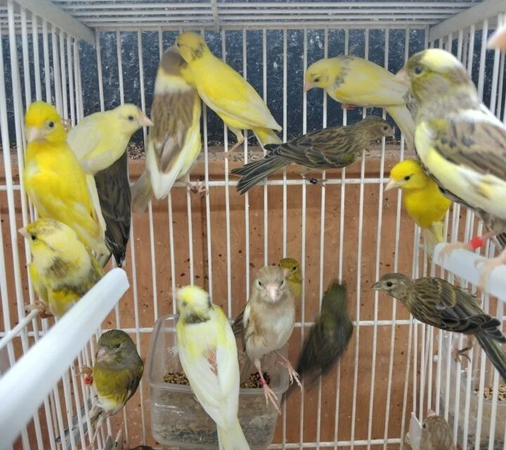 Canarios variados