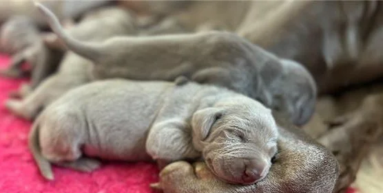 Cachorros Weimaraner