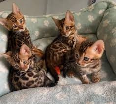 Gatitos de raza Bengalí listos para ir a un nuevo hogar