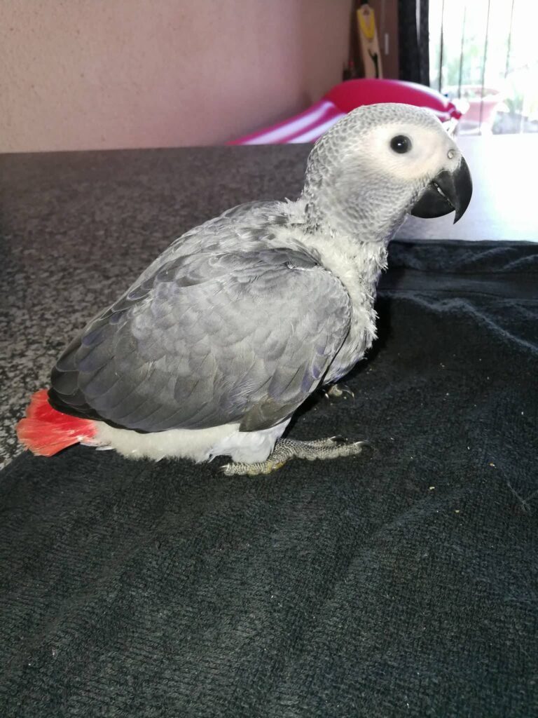 loros gris Africanos para adopcion
