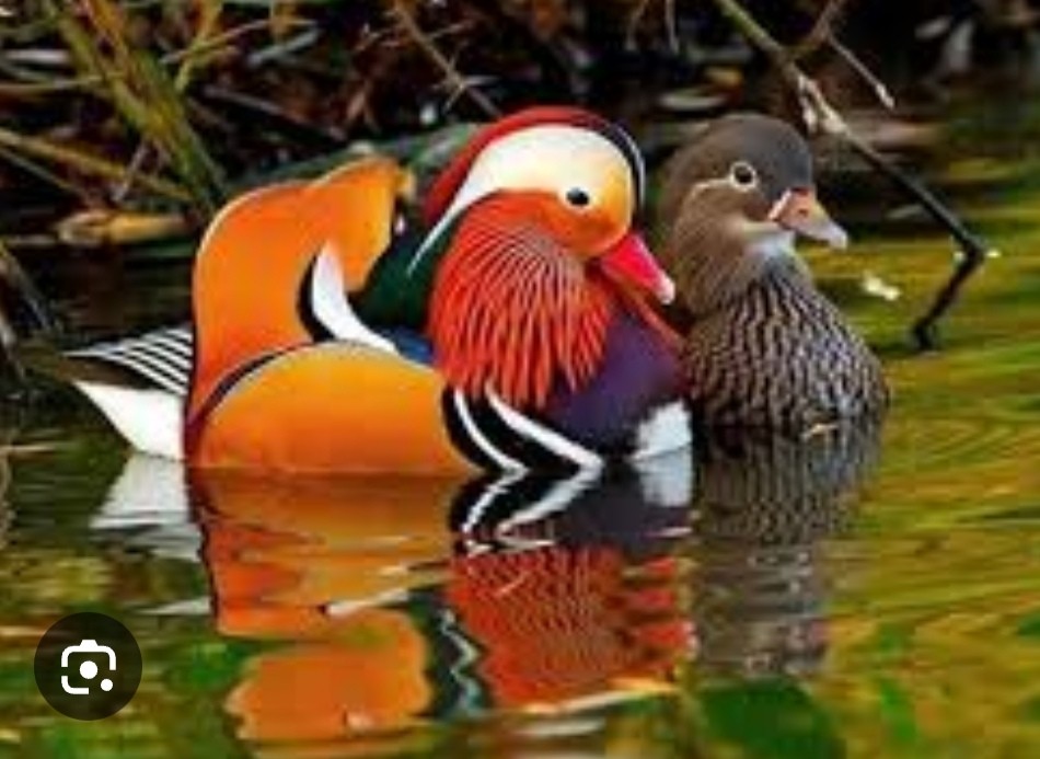 Patos mandarines