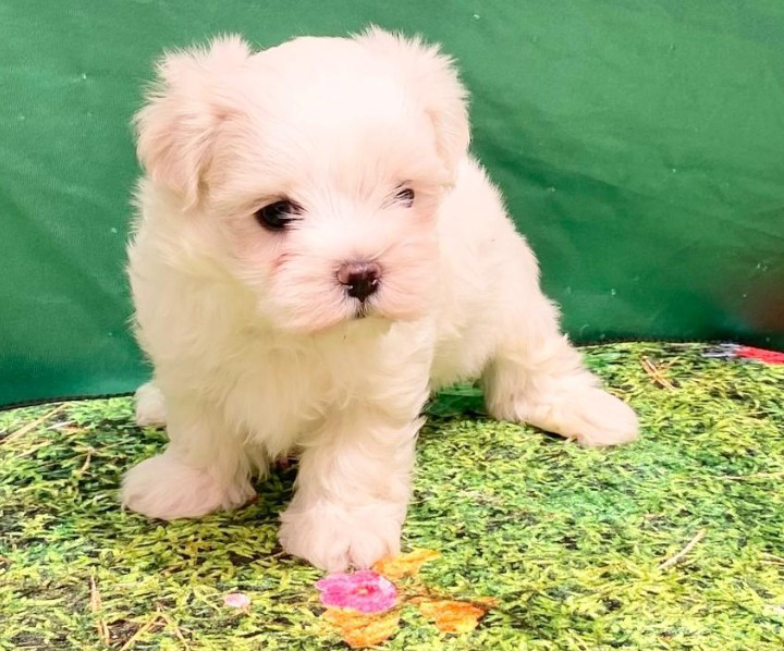 Bichón maltes