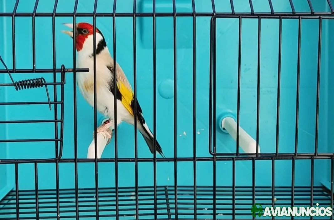 Jilgueros Mayor mutados