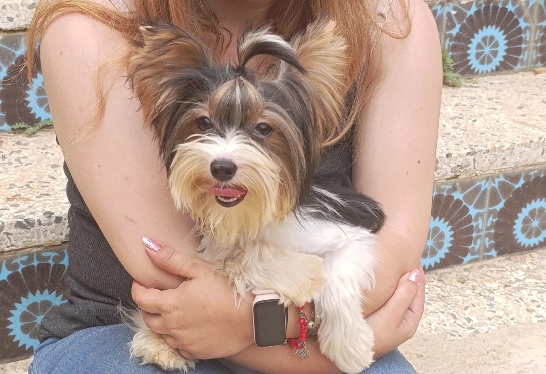 yorkshire terrier biewer mini