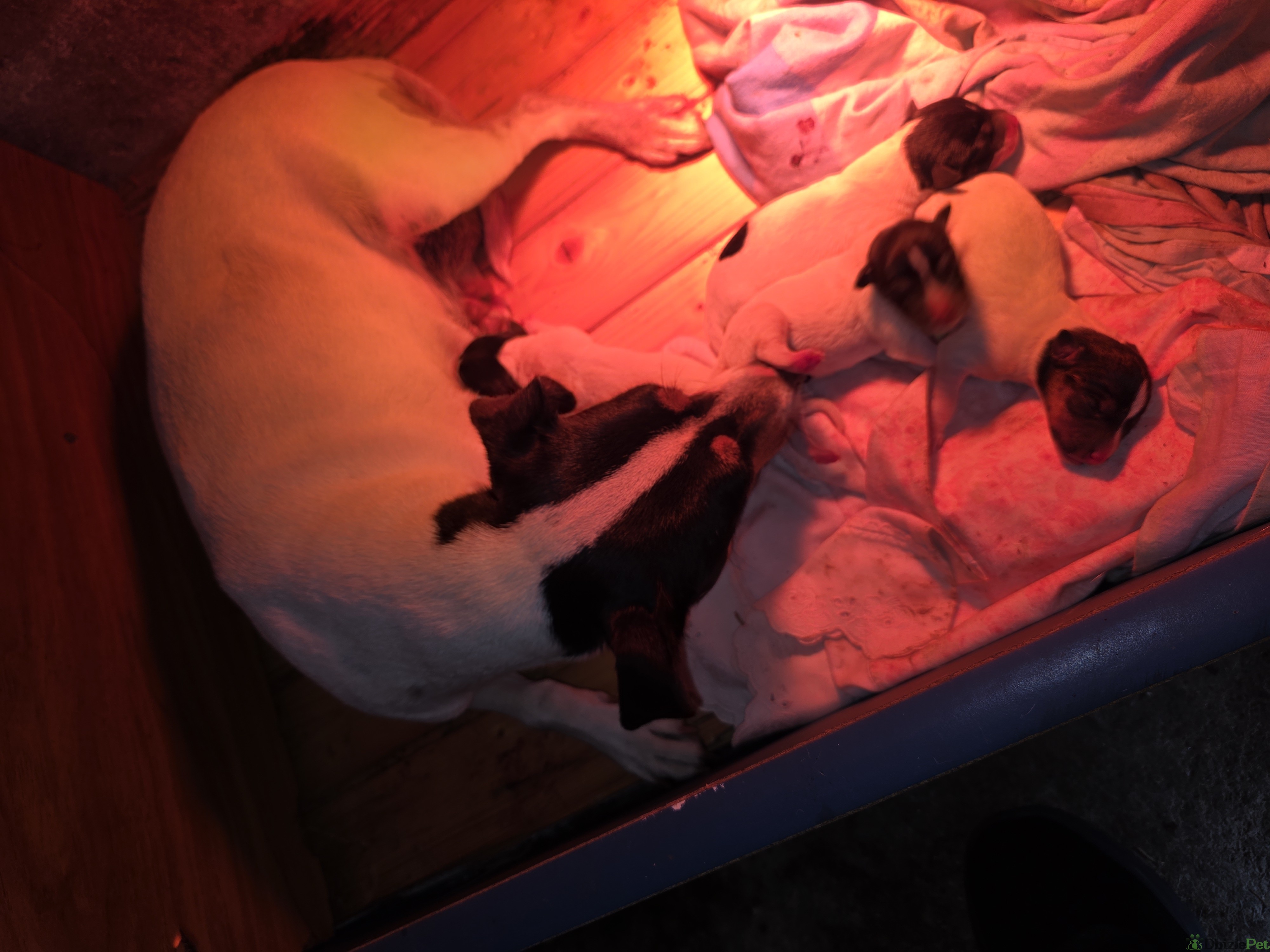 Cachorras bodeguero ratonero andaluz