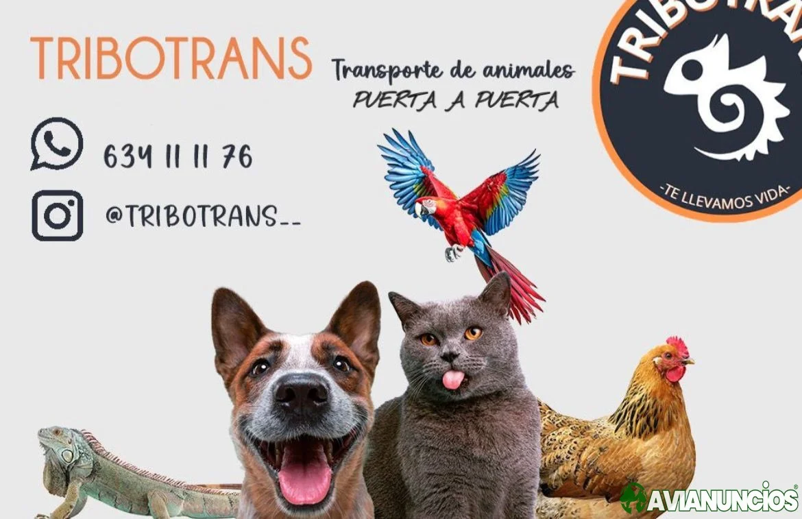 TRIBOTRANS