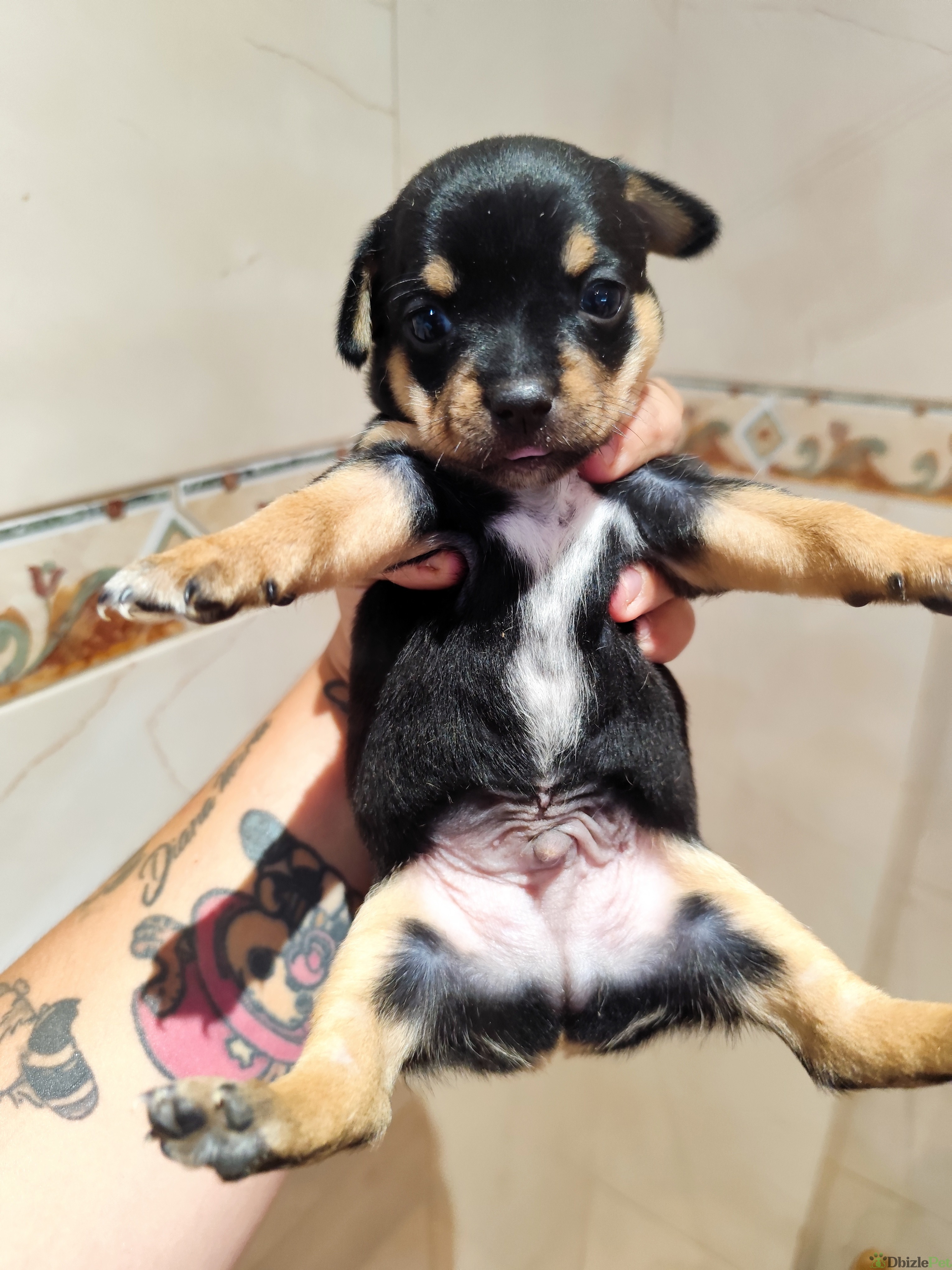 Disponibles chihuahuas