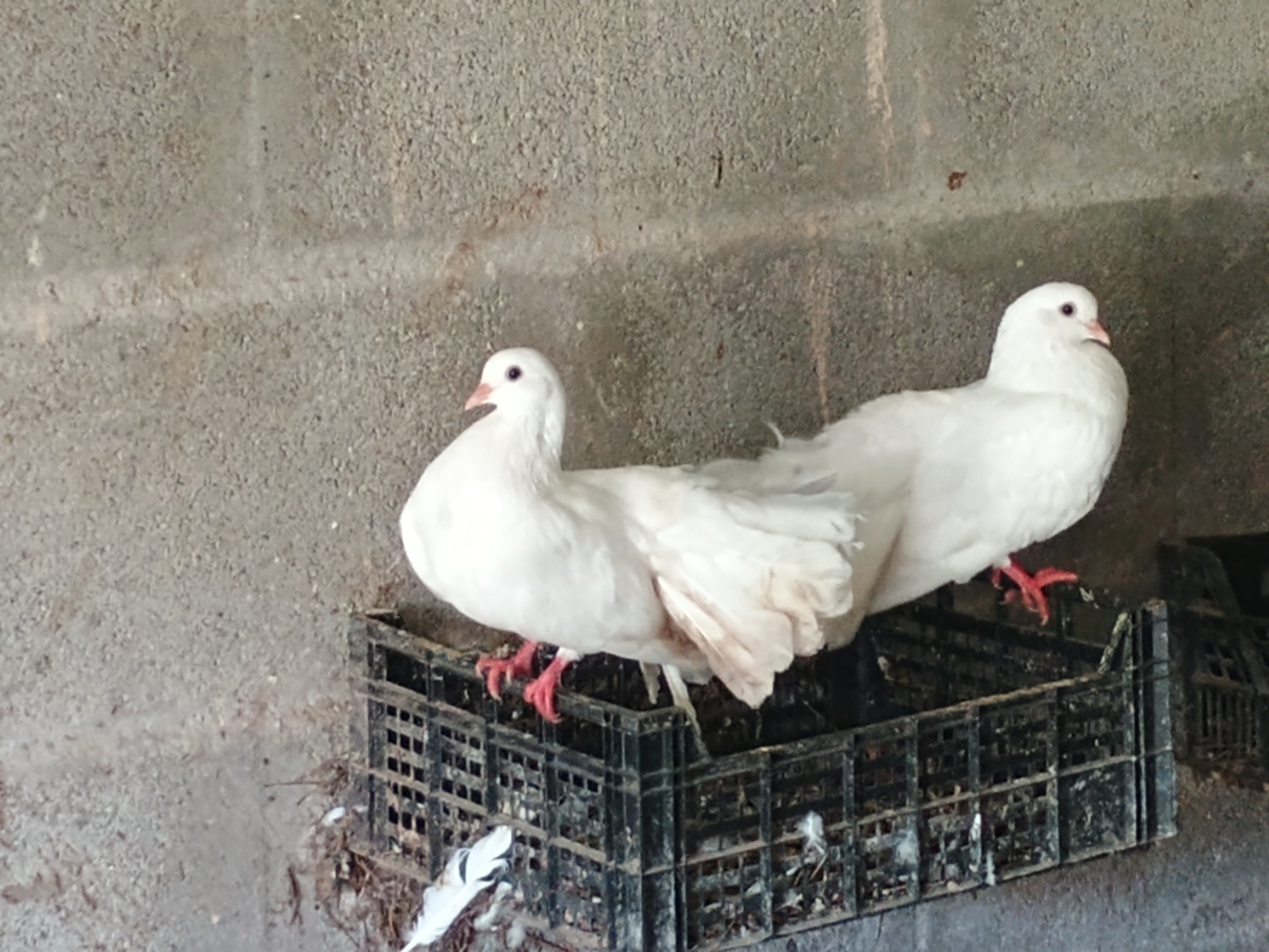 Palomas de Abanico