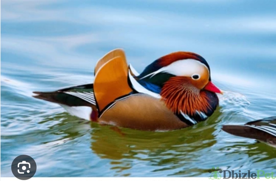 Patos mandarines