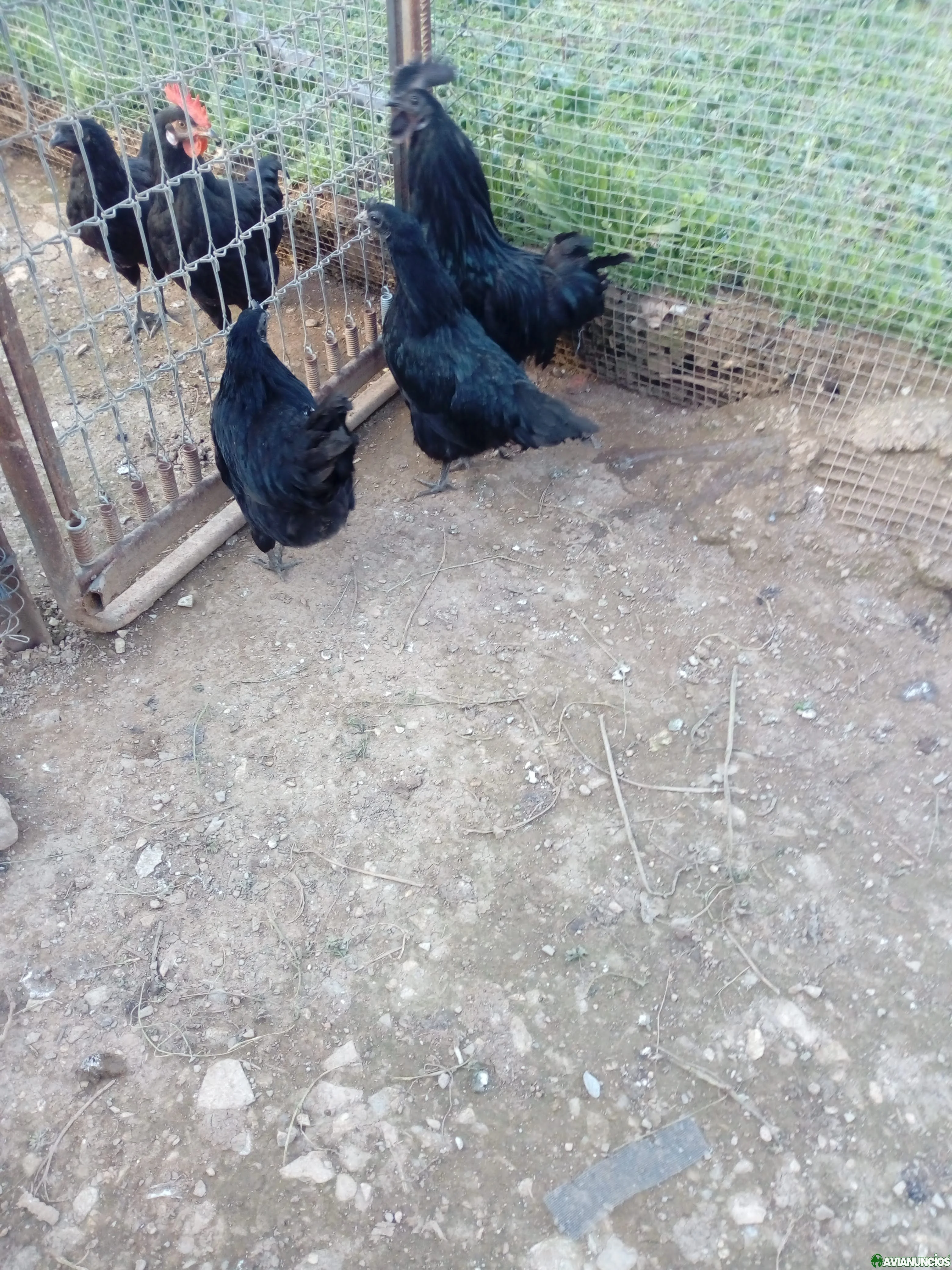 Ayam cemani