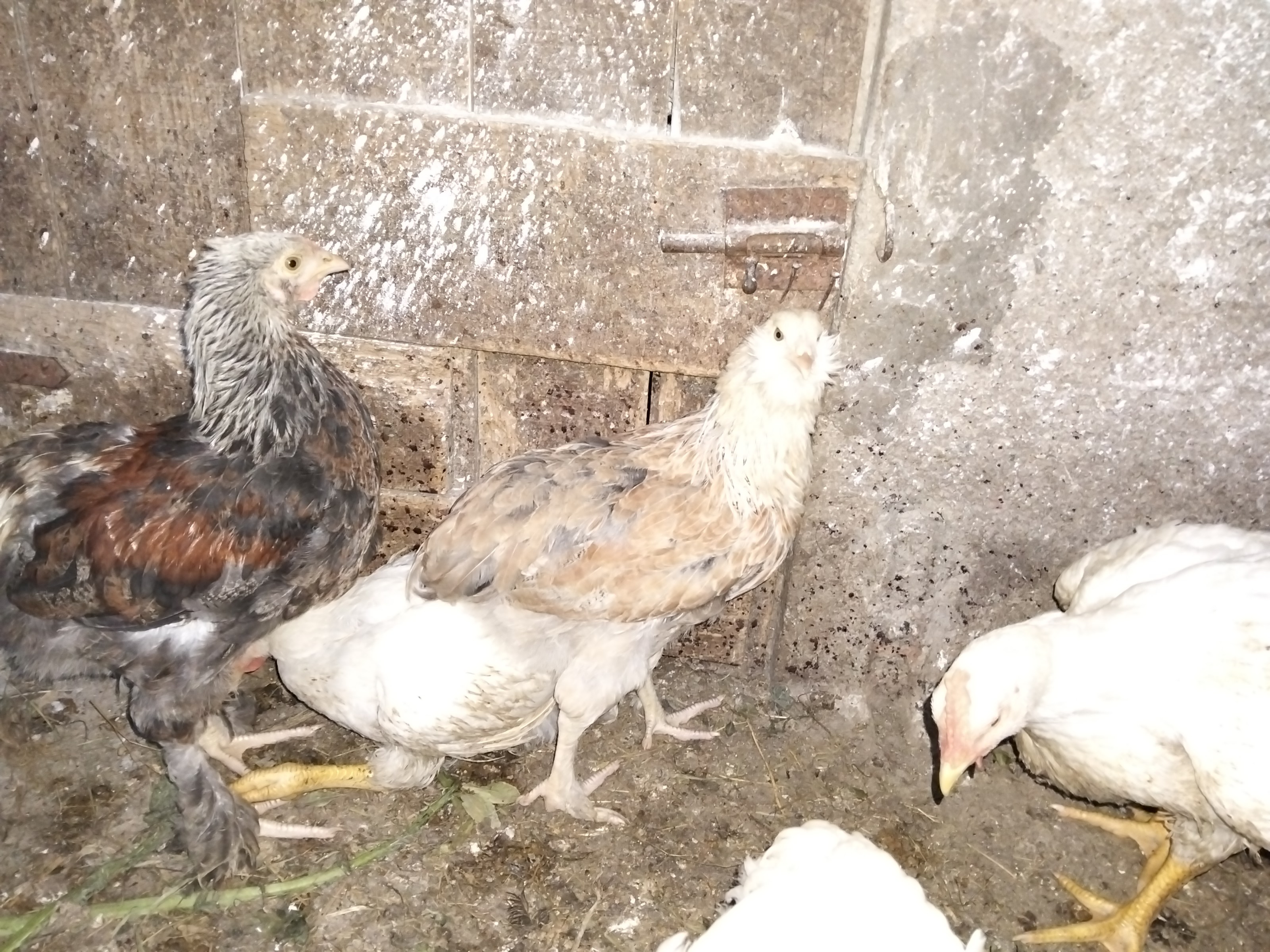 trio de gallinas