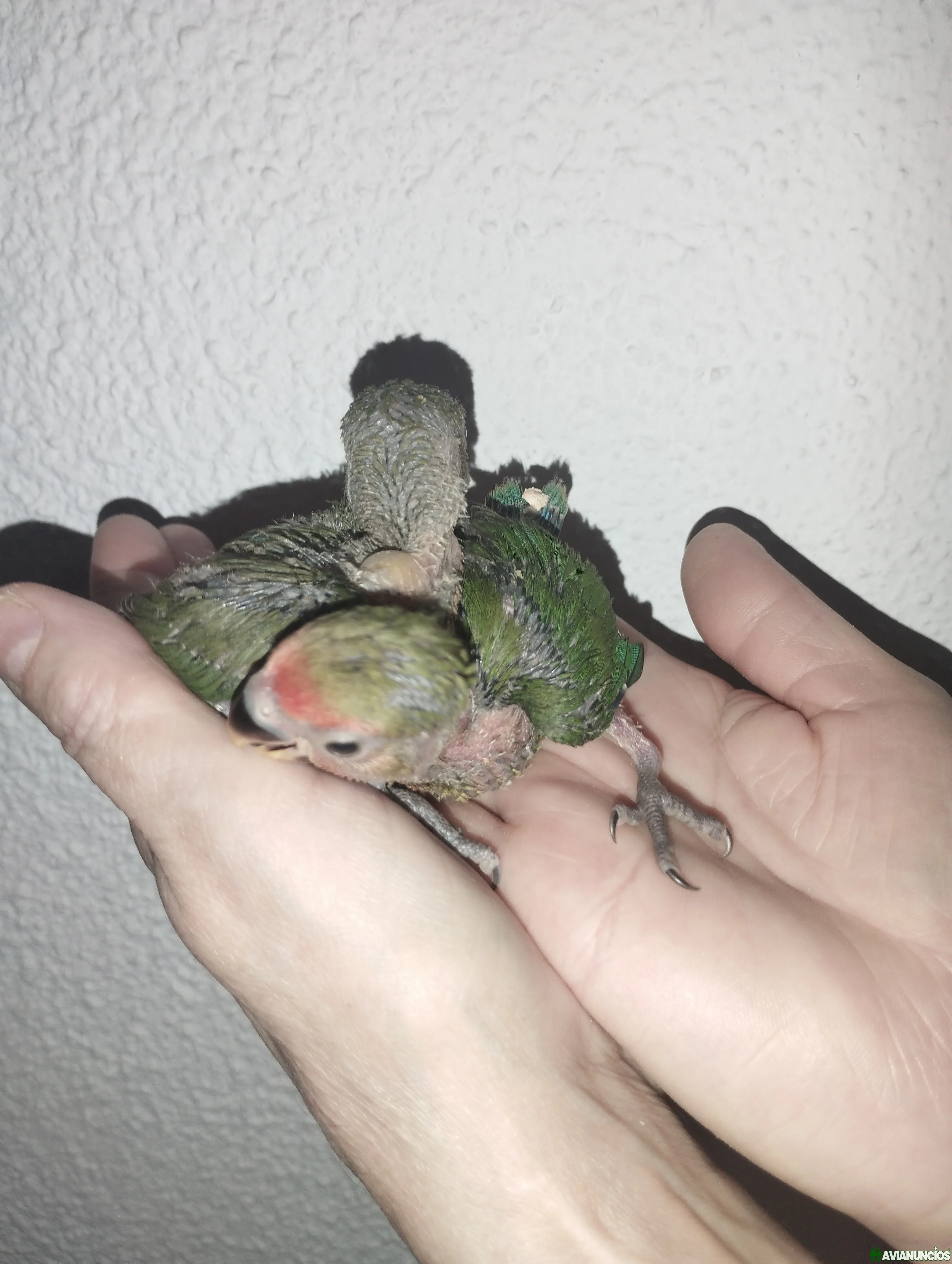 Agapornis papilleros y adultos