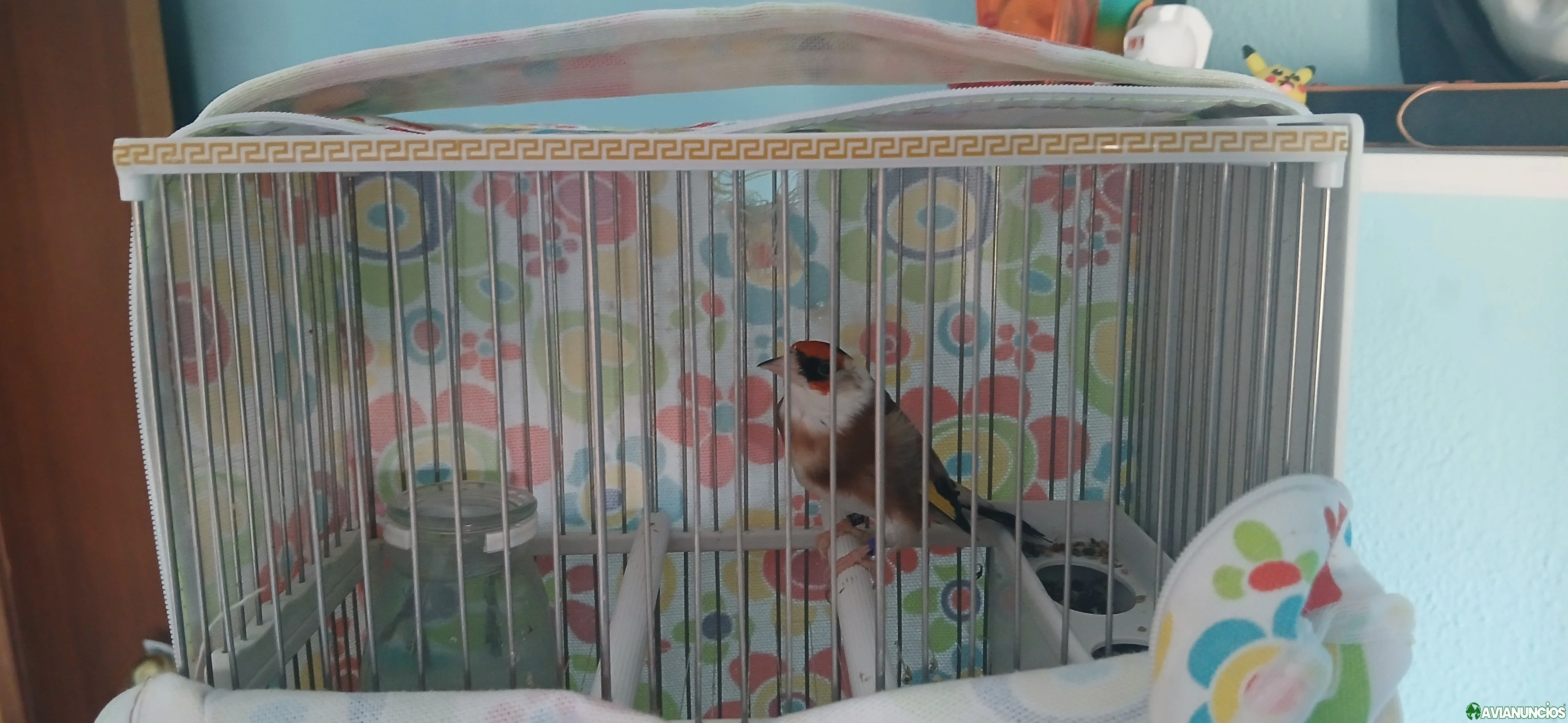 Jilguero clásico bufanda