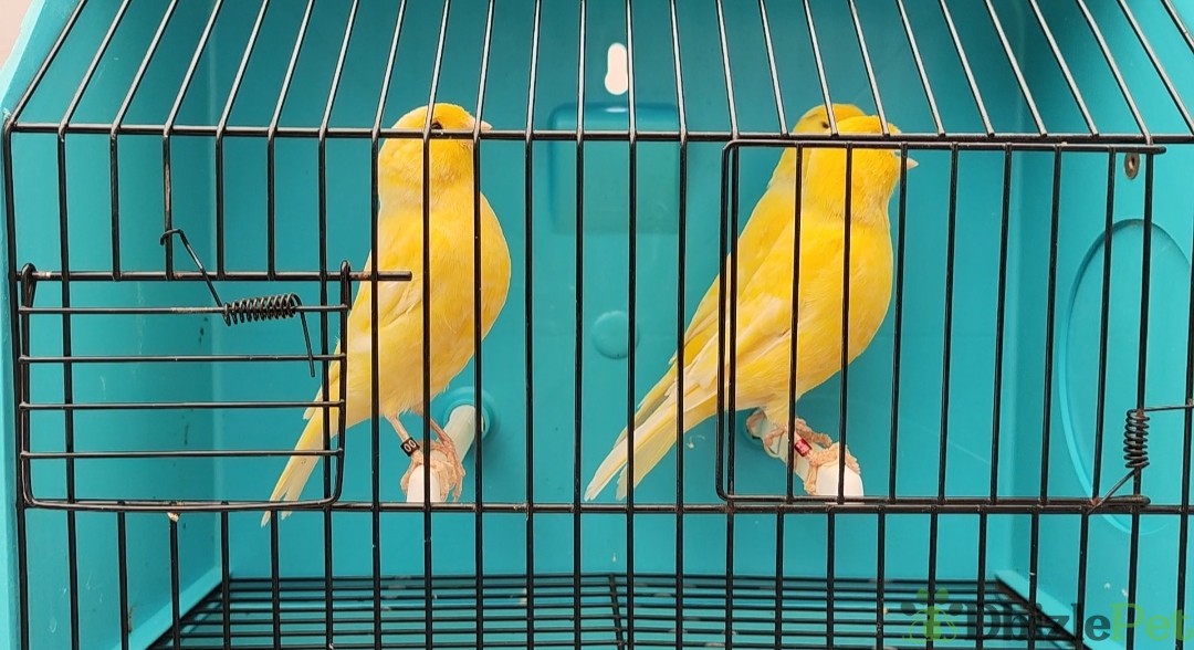 Canarios de color