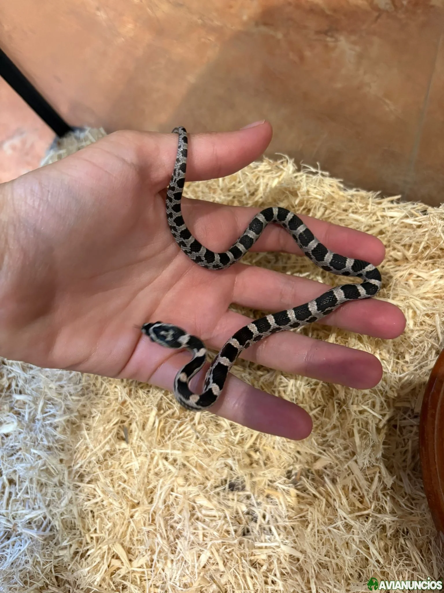 Serpiente del maíz