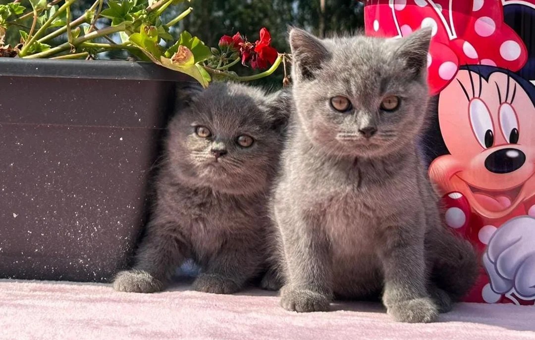 Gatito british