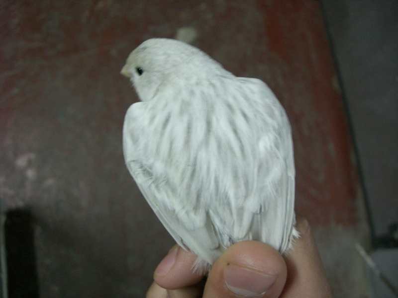 Alfonso