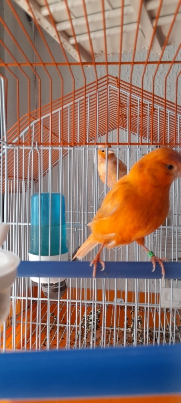 Marieta
