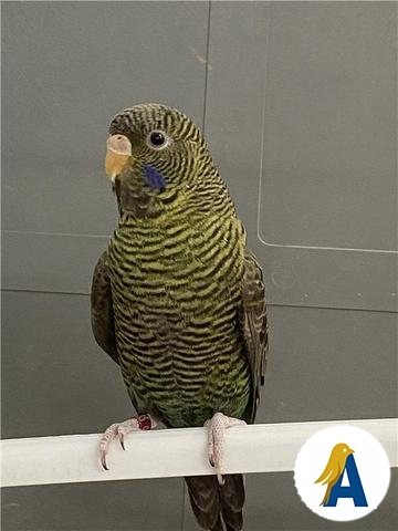 Aviariokevin
