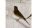 canarios-timbrado-small-0