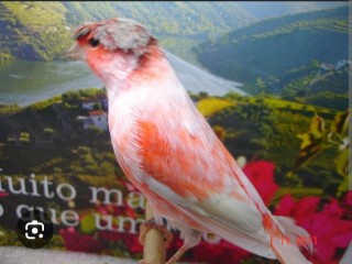 vendo-canarios-arlequin-portuges