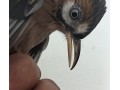 garrulax-cinacereus-small-0